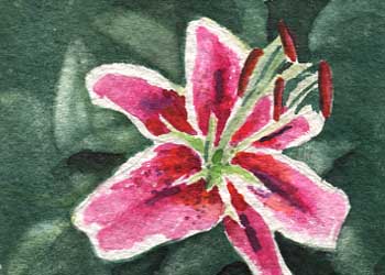 "Jeff's Lily" by Carol Gepner, Madison WI - Watercolor